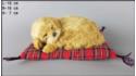 Pies Labrador na poduszce Rozmiar S - Biszkoptowy