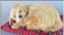 Собака Лабрадор на подушке - Размер S - Бисквитный 