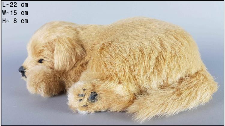 Labrador - Veľkosť M - Piškótový