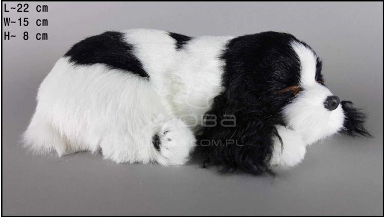 Pies Cocker Spaniel Rozmiar M - Czarno-Biały