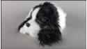 Dog Cocker Spaniel - Size M - Black & White