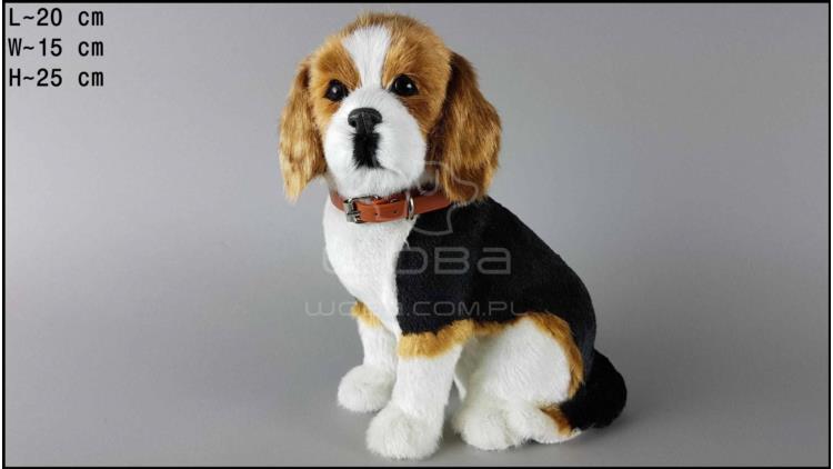 Large dog - Beagle