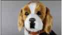 Large dog - Beagle