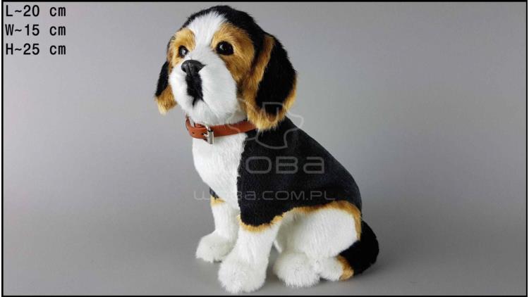 Großer Hund - Beagle Schwarz - weiß
