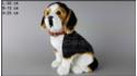 Large dog - Beagle - Black & White