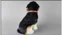 Pies duży - Beagle Czarno-Biały