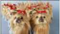 Little Yorkshire Terriers (19 pcs in a box)