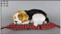 Pies Beagle na poduszce Rozmiar M