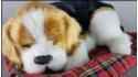Dog Beagle on a pillow - Size M