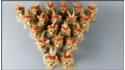 Little Yorkshire Terriers barking (19 pcs in a box)