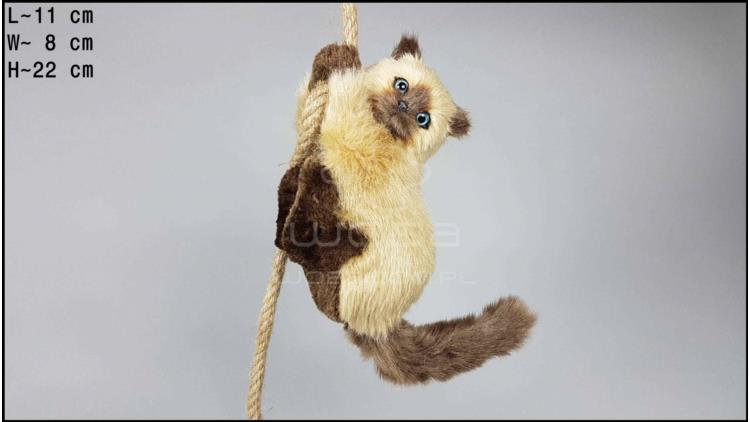 Cat climbing a rope - Cream-coloured