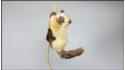Cat climbing a rope - Cream-coloured