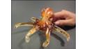 Octopus - Amber