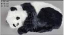 Panda linksseitig liegend