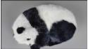 Panda - Ležící vlevo