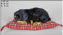 Dog Rottweiler on a pillow - Size M