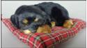 Dog Rottweiler on a pillow - Size M