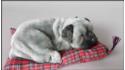 Dog Shar Pei on a pillow - Size M