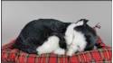 Kot śpiący na poduszce Rozmiar L - Czarno-Biały