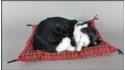 Cat sleeping on a pillow - Size L - Black & White