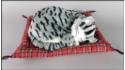 Schlafende Katze auf dem Kopfkissen - Größe L - Grau