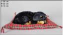 Dog Rottweiler on a pillow - Size L