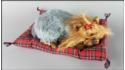 Dog Yorkshire Terrier on a pillow - Size L