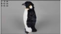 Middle-sized penguin