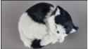 Spiaca mačka - Veľkosť S - Čierno-Biely
