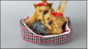 Two Little dogs in a pink cot (4 pcs in a box)