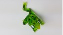 Frog - Mix - 6 pcs in a box