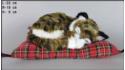 Kot spící na polštáři - Velikost M - Hnědý