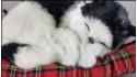 Kot śpiący na poduszce Rozmiar M - Czarno-Biały
