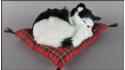 Kot śpiący na poduszce Rozmiar M - Czarno-Biały