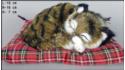 Кот, спящий на подушке - Размер S - Коричневый