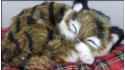 Cat sleeping on a pillow - Size S - Brown