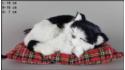 Schlafende Katze auf dem Kopfkissen - Größe S - Schwarz-Weiß