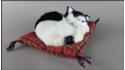 Schlafende Katze auf dem Kopfkissen - Größe S - Schwarz-Weiß