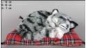 Kot spící na polštáři - Velikost S - Šedý