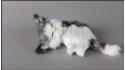 Kotki miauczące, śpiące (5 szt. w opakowaniu)