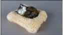 Kleine Katzen auf einem Frotteekissen (6 St. in Box)