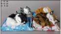 Kittens on a white bamboo pillow (4 pcs in a box)
