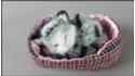 Kittens in a pink cot (4 pcs in a box)