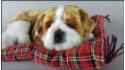 Dog English Bulldog on a pillow - Size L