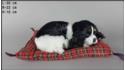 Собака Коккер-спаниель на подушке - Размер L - Черно-Белый