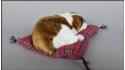 Собака английский бульдог на подушке - Размер M