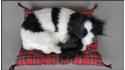 Собака Коккер-спаниель на подушке - Размер M - Черно-Белый