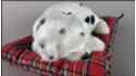 Dog Dalmatian on a pillow - Size M