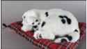 Pies Dalmatyńczyk na poduszce Rozmiar M