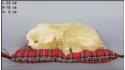 Pies Labrador na poduszce Rozmiar M - Biszkoptowy